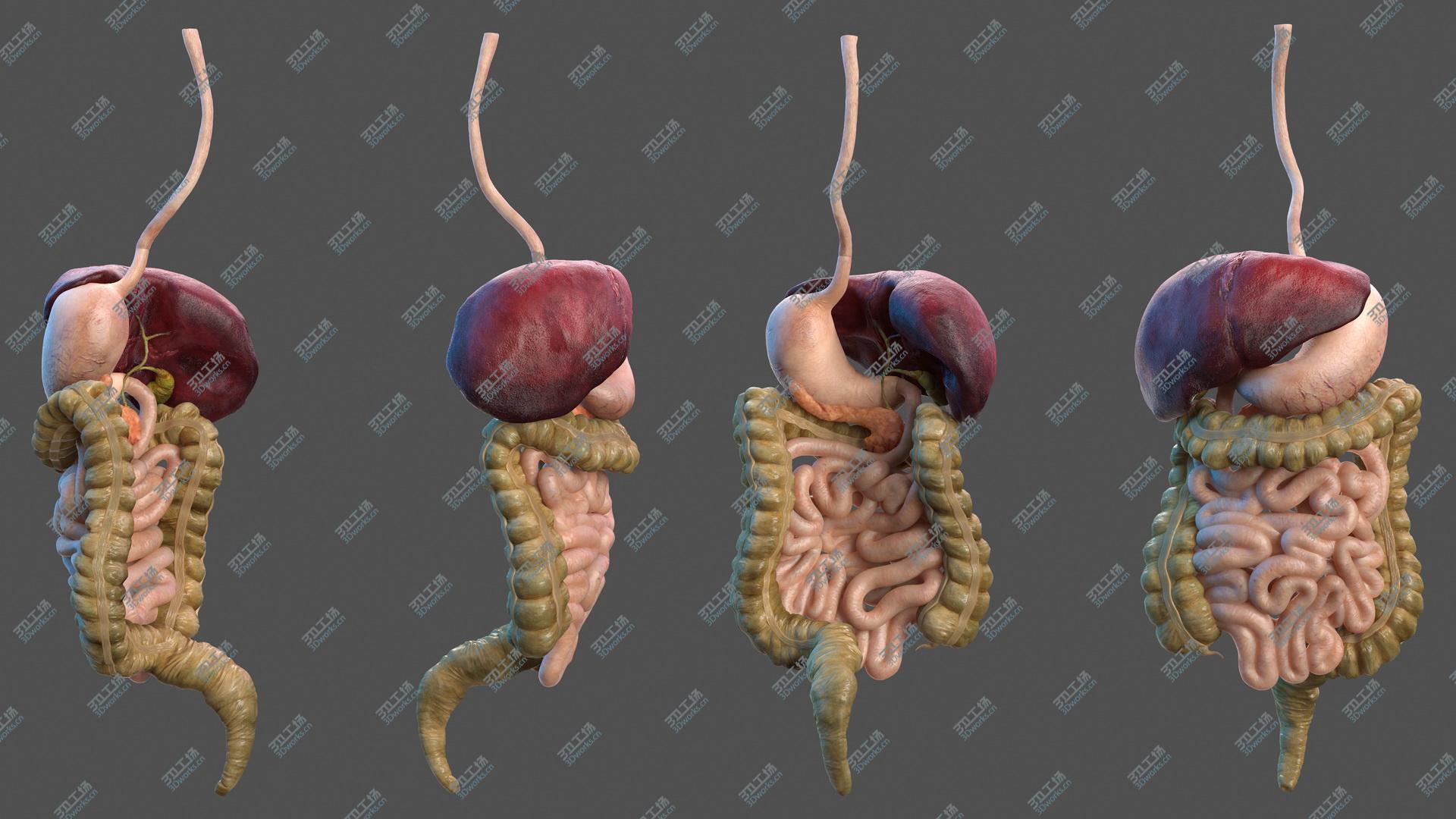 images/goods_img/20210313/3D Human Stomach and Small Intestines/5.jpg